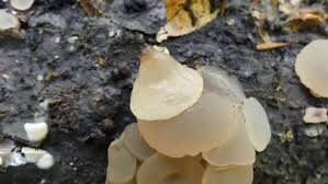 Attēlu rezultāti vaicājumam “Neobulgaria pura”