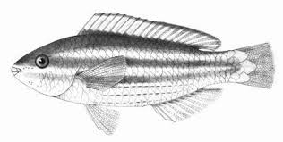 Image result for Scarus zelindae