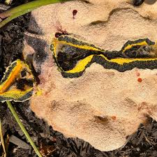 Image result for Fuligo septica