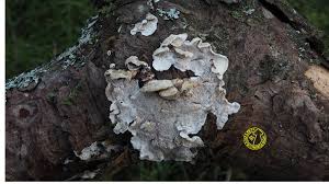 Attēlu rezultāti vaicājumam “Skeletocutis carneogrisea”