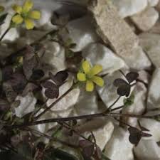 Attēlu rezultāti vaicājumam “Oxalidaceae”