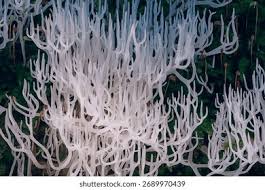 Attēlu rezultāti vaicājumam “Ramariopsis kunzei”