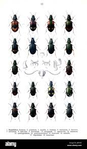 Attēlu rezultāti vaicājumam “Bembidion litorale”