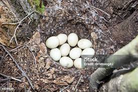 Attēlu rezultāti vaicājumam “Anas platyrhynchos eggs”