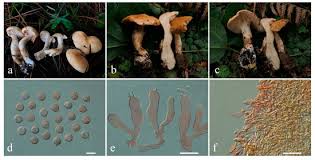 Attēlu rezultāti vaicājumam “Hydnum sp.”