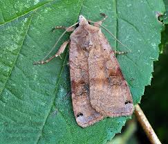 Attēlu rezultāti vaicājumam “Xestia baja”