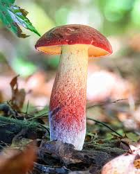 Attēlu rezultāti vaicājumam “Badhamia capsulifera var. arborea macro”