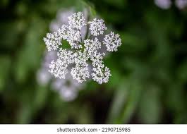 Attēlu rezultāti vaicājumam “Anthriscus sylvestris flower”