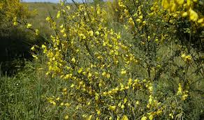 Attēlu rezultāti vaicājumam “Cytisus scoparius leaf”