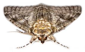 Attēlu rezultāti vaicājumam “Catocala fraxini”