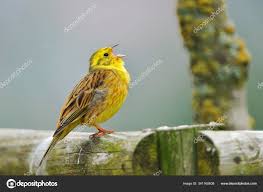 Attēlu rezultāti vaicājumam “Emberiza citrinella male”