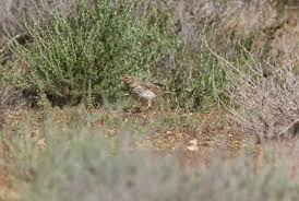 Image result for Calandrella rufescens