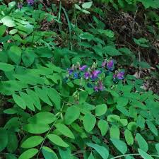 Attēlu rezultāti vaicājumam “Lathyrus palustris leaf”