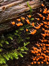 Attēlu rezultāti vaicājumam “Hemitrichia decipiens spores”