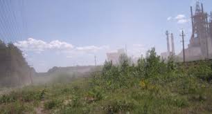 Attēlu rezultāti vaicājumam “Serpoleskea subtilis”