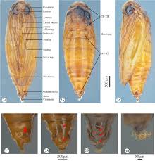 Attēlu rezultāti vaicājumam “Epermenia falciformis”