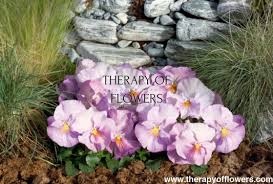 Image result for Viola wittrockiana