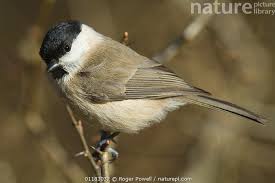 Attēlu rezultāti vaicājumam “Poecile palustris”