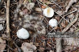 Attēlu rezultāti vaicājumam “Caprimulgus europaeus eggs”