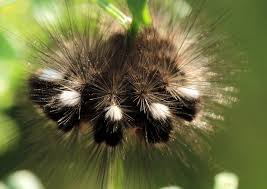 Attēlu rezultāti vaicājumam “Gynaephora selenitica”