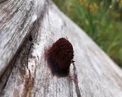 Attēlu rezultāti vaicājumam “Stemonitopsis amoena spores”