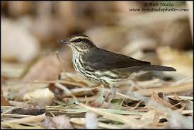 Image result for Seiurus noveboracensis