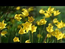 Attēlu rezultāti vaicājumam “Tulipa sylvestris flower”