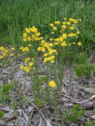 Attēlu rezultāti vaicājumam “Crepis tectorum flower”