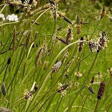 Attēlu rezultāti vaicājumam “Plantago media leaf”