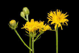 Attēlu rezultāti vaicājumam “Hieracium murorum flower”