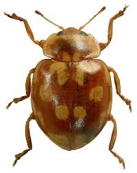 Attēlu rezultāti vaicājumam “Myrrha octodecimguttata”