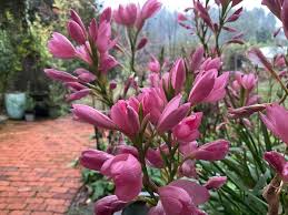 Attēlu rezultāti vaicājumam “Hesperis matronalis bud”