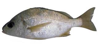 Image result for Pomadasys incisus