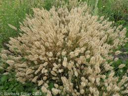 Attēlu rezultāti vaicājumam “Polypogon tentacularius”