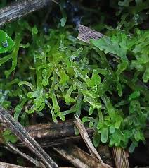 Attēlu rezultāti vaicājumam “Riccardia incurvata”