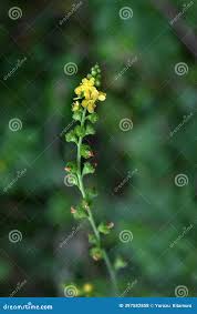 Attēlu rezultāti vaicājumam “Agrimonia pilosa flower”