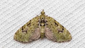 Attēlu rezultāti vaicājumam “Colostygia pectinataria female”