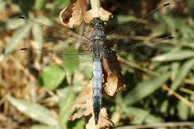 Attēlu rezultāti vaicājumam “Orthetrum cancellatum”