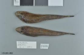 Image result for Platycephalus speculator