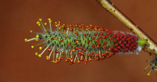 Attēlu rezultāti vaicājumam “Salix purpurea male flower”