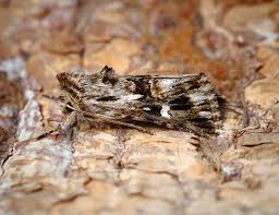 Attēlu rezultāti vaicājumam “Calophasia lunula”