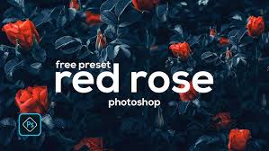 Image result for Red Rose Cc