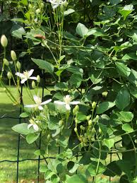Attēlu rezultāti vaicājumam “Clematis leaf”