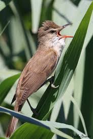 Image result for Acrocephalus arundinaceus