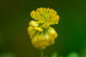 Attēlu rezultāti vaicājumam “Trifolium aureum fruit”