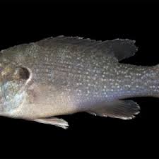 Image result for Lepomis cyanellus