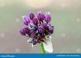 Attēlu rezultāti vaicājumam “Allium scorodoprasum bud”