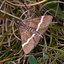 Attēlu rezultāti vaicājumam “Pyrausta cingulata”