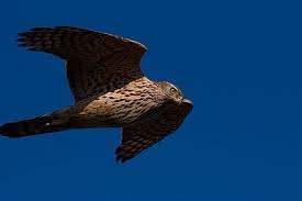 Image result for Goshawks G C