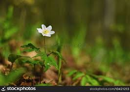Attēlu rezultāti vaicājumam “Isopyrum thalictroides flower”